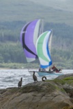 cormorants whyw18 fri gjmc 9316w